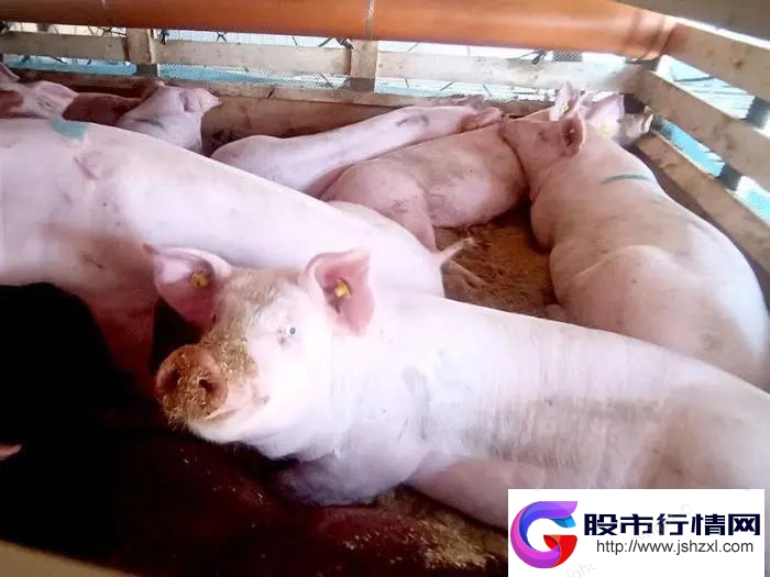 猪肉价格五周涨超30% 专家预计12月份猪价或高位下滑|猪肉价格|猪肉|猪价